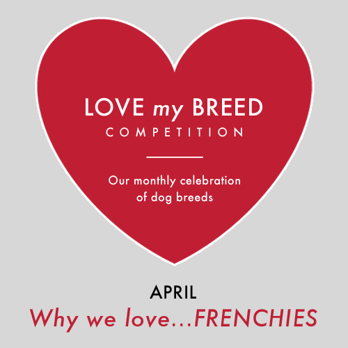 Why we love... Frenchies