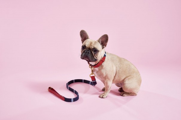 Matilda the Frenchie modelling the Hanbury RE16 collar and lead
