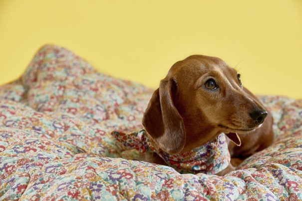 Lettice the Mini Daxi on the Ada Liberty Dog Quilt 