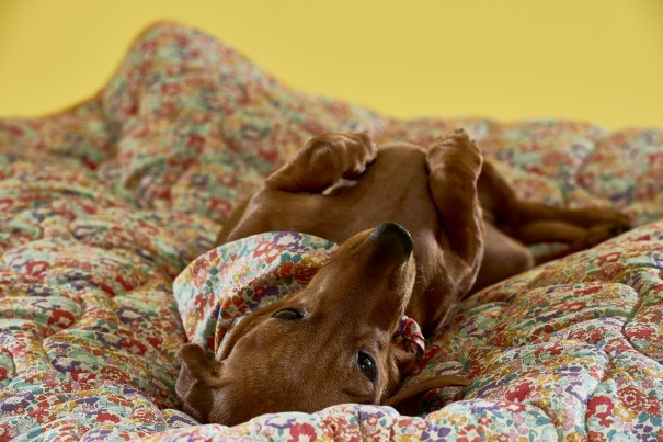 Lettice was a great model and as you can see was extremely relaxed in the photo shoot 